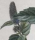 feuilles de menthe