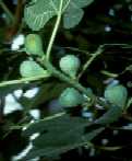 Ficus carica, le figuier