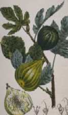 Illustration de Ficus carica, le figuier, tir�e de la Flore m�dicale, 1828