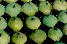 Des figues
