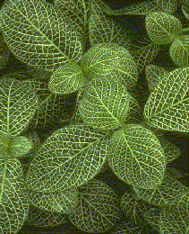 Fittonia verschaffeltii 'Argyroneura'