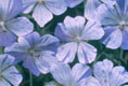 Geranium sanguineum 'Splish Splash'