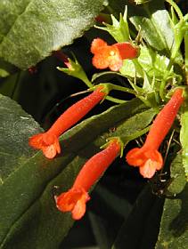 Gesneria libanensis. Photo : Gilles Murray