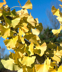 Feuillage dor� du Gingko biloba - photo R�jean Martel