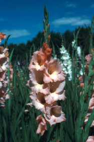 Gladiolus 'Spic & Span'