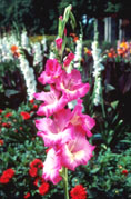 Gladiolus 'Wind Song'