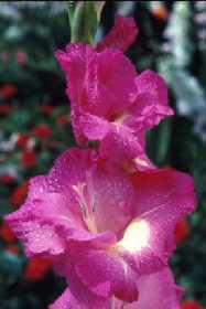 Gladiolus 'Wind Song'