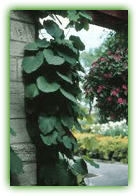 Aristolochia macrophylla
