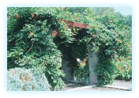 Campsis x tagliabuana