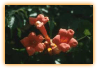 Campsis x tagliabuana
