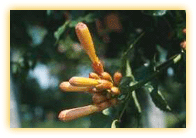 Campsis x tagliabuana