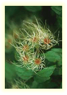 Clematis apiifolia/ Photo par : Raymond Gagnon