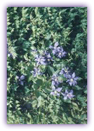 Clematis x durandii