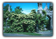 Hydrangea petiolaris/ Photo par : Robert Mineau