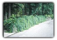 Parthenocissus quinquefolia