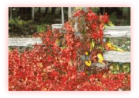 Parthenocissus quinquefolia/ Photo par : Raymond Gagnon