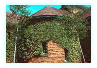 Parthenocissus tricuspidata/ Photo par : Rom�o Meloche