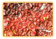 Parthenocissus tricuspidata/ Photo par : Raymond Gagnon