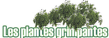 Les plantes grimpantes