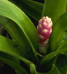 Guzmania melanonis