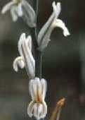 Haworthia coartata
