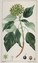 Illustration ancienne de lierre; dans Chaumeton, Flore m�dicale. On ne voit que les feuilles enti�res des rameaux fertiles.