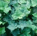 Hedera helix 'Thorndale'