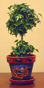 http://www2.ville.montreal.qc.ca/jardin/images/plantes/hedera_topiaire.jpg