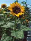 Le tournesol