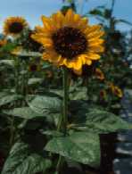 Tournesol
