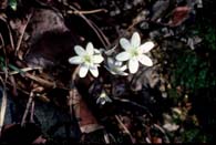 Anemone acutiloba ou an�mone � lobes aigus, photo: Normand Cornellier. Clique pour agrandir la photo