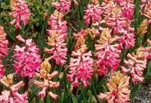 Hyacinthus orientalis