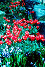 Jacinthes 'Ostara' et tulipes 'Hearts Delight'