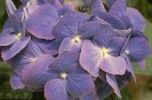 Hydrangea macrophylla 'Enziandom'