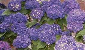 Hydrangea macrophylla 'Enziandom'