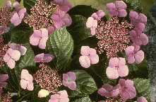 Hydrangea macrophylla 'La Narth'