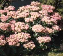 Hylotelephium spectabile