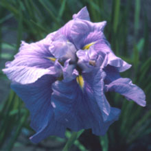 (Iris ensata 'Worley Pink')