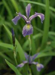 Iris versicolor