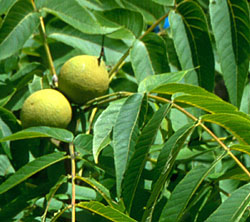 Fruits du noyer noir - photo R�jean Martel