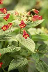 Kohleria medea