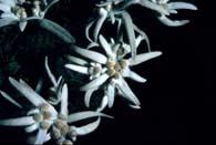 Leontopodium alpinum ou edelweiss. Clique pour agrandir la photo