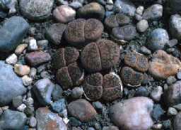 Lithops aucampiae