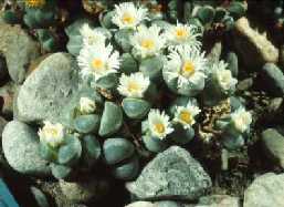 Lithops marmorata