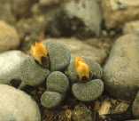Lithops schwantesii ssp. terricolor
