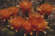Lobivia incuiensis
