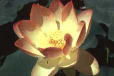 Nelumbo nucifera