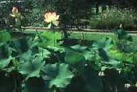 Les lotus au Jardin aquatique