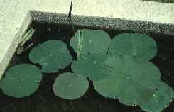 Feuilles flottantes de lotus