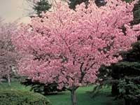 Crabapple (Malus)